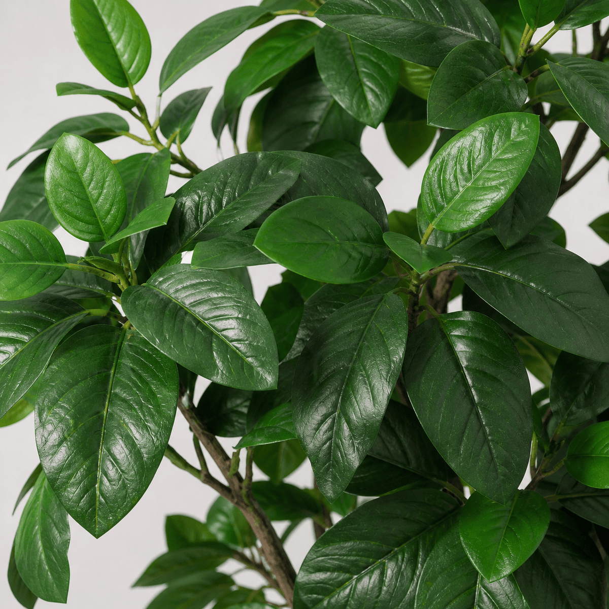 Magnolie Kunstpflanze 190 cm – eleganter Kunstbaum mit grünen Blättern - DYFLORA