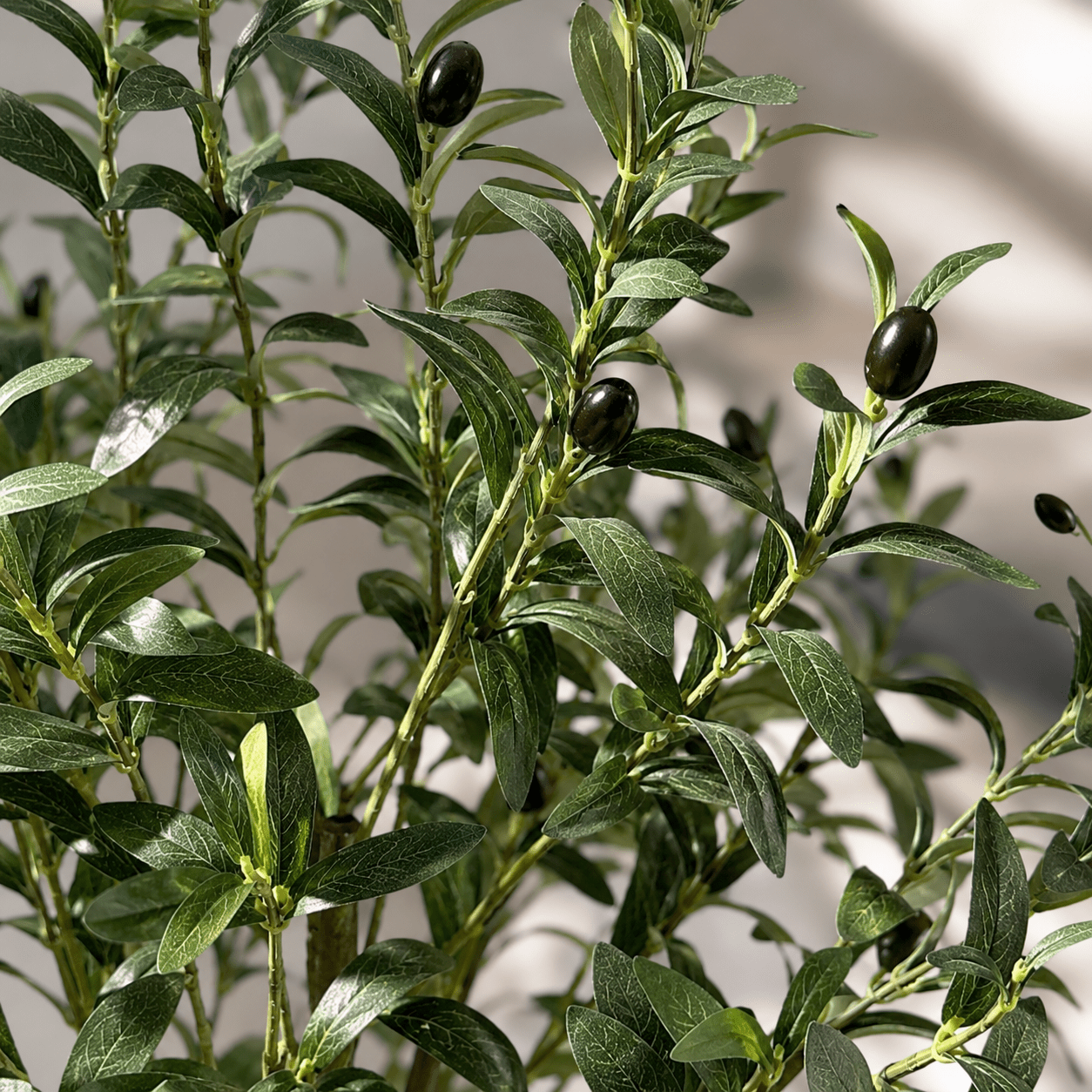 Premium Kunstpflanze 150 cm – Olivenbaum oder Strelitzie | DyFlora - DYFLORA