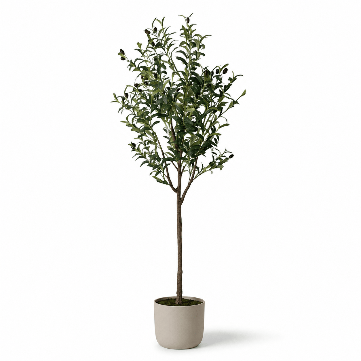 Premium Kunstpflanze 150 cm – Olivenbaum oder Strelitzie | DyFlora - DYFLORA