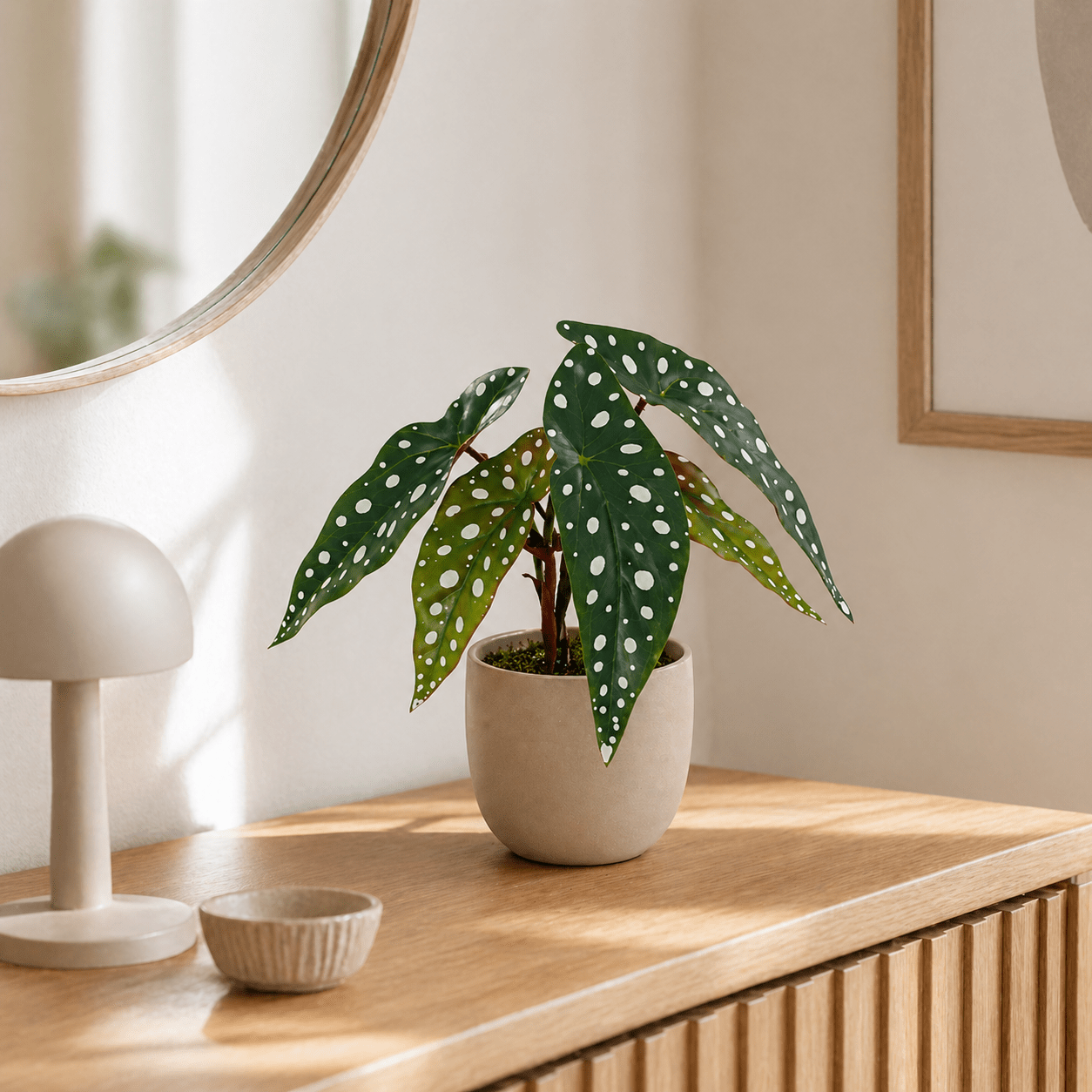 Punktbegonie Kunstpflanze 24 cm – moderne Begonia maculata - DYFLORA