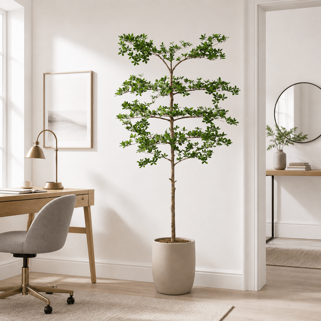 Schwarzer Olivenbaum Kunstpflanze 200 cm – Bucida mit filigranen Ästen - DYFLORA