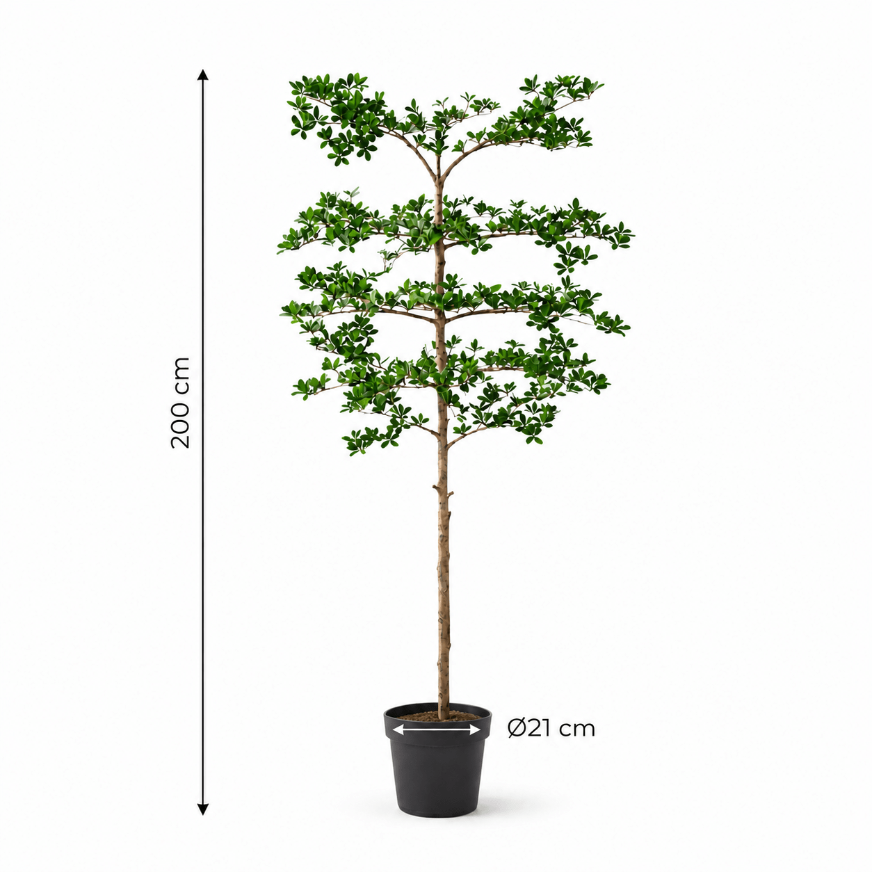 Schwarzer Olivenbaum Kunstpflanze 200 cm – Bucida mit filigranen Ästen - DYFLORA