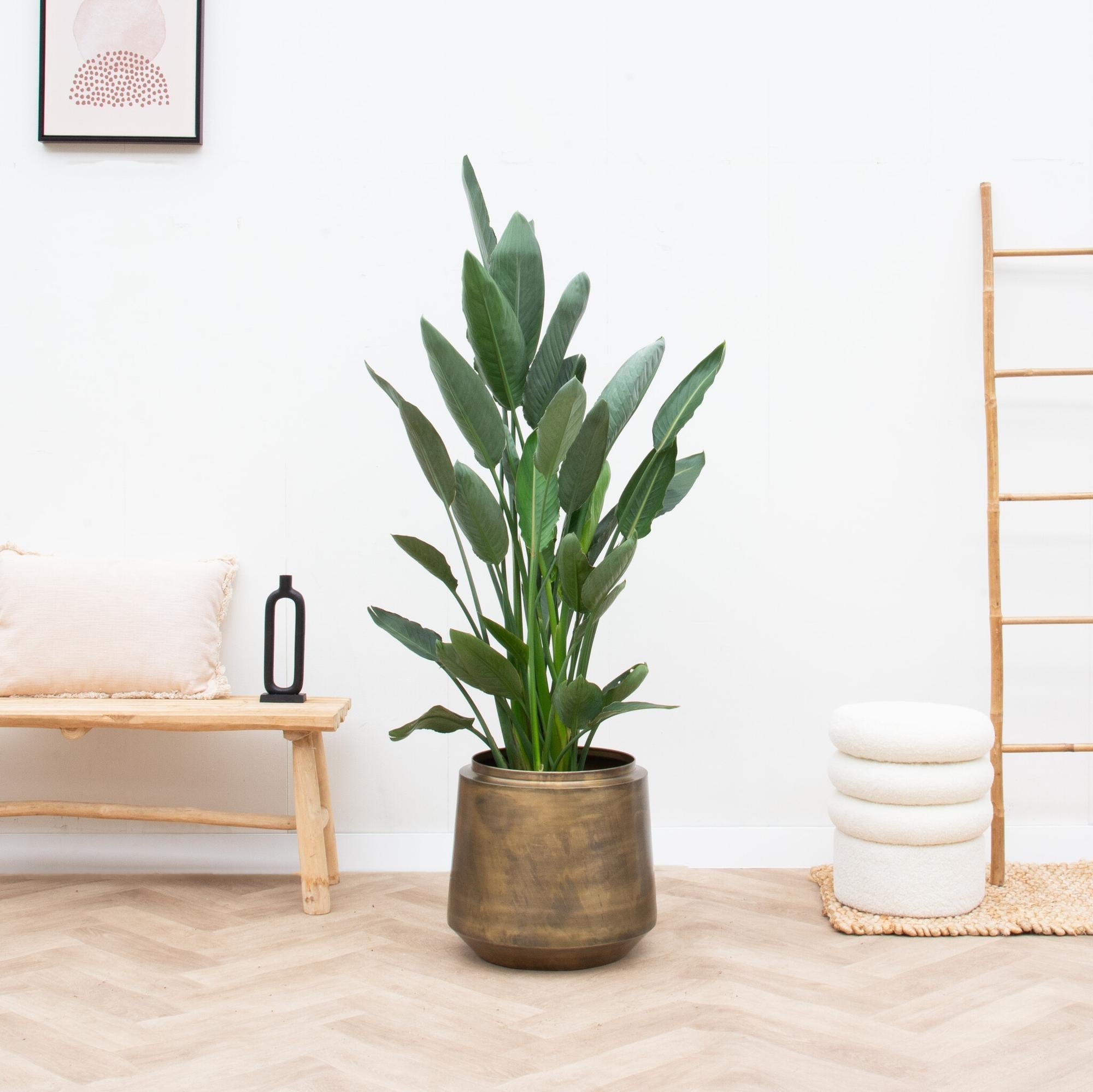 Topf Indigo Vintage - DYFLORA