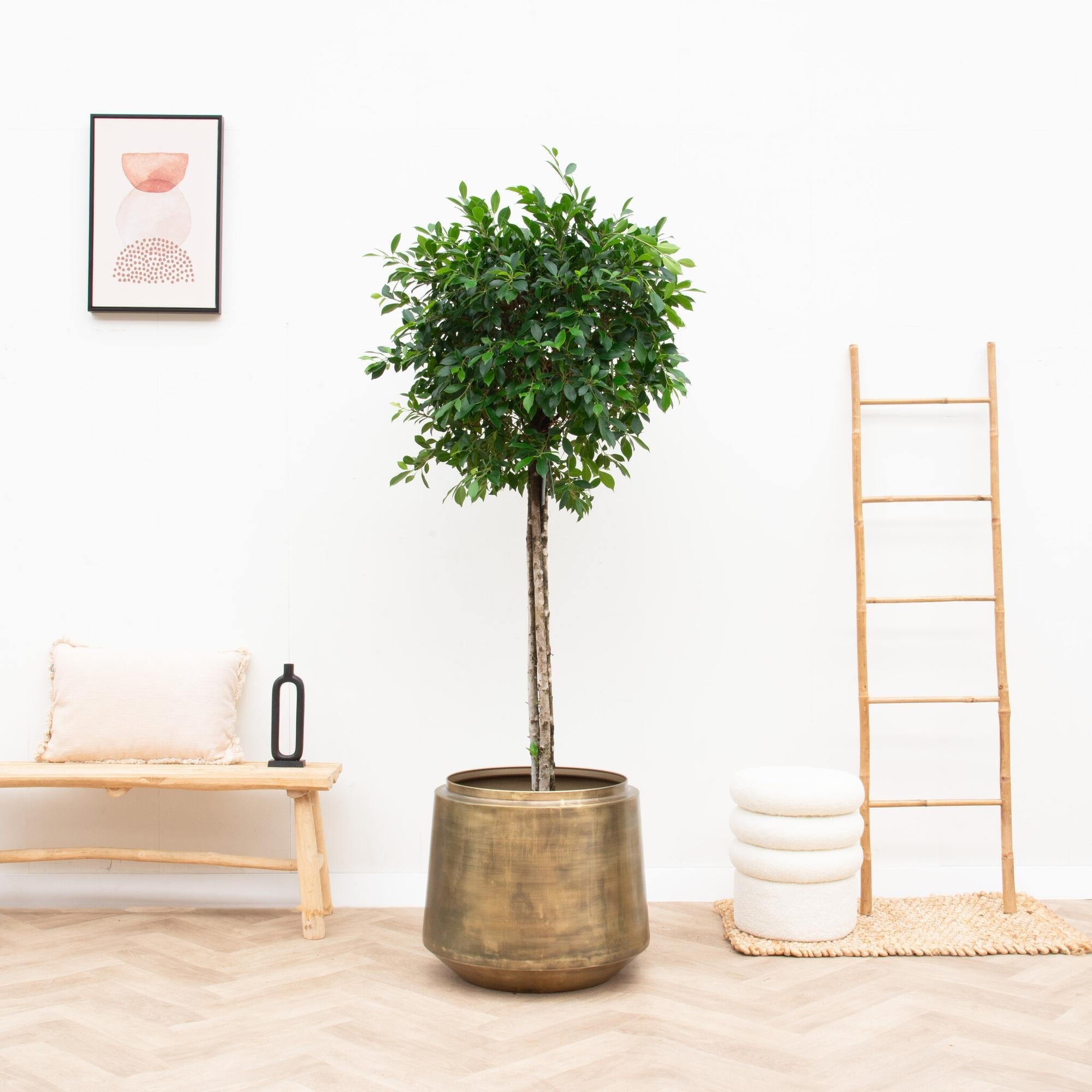 Topf Indigo Vintage - DYFLORA