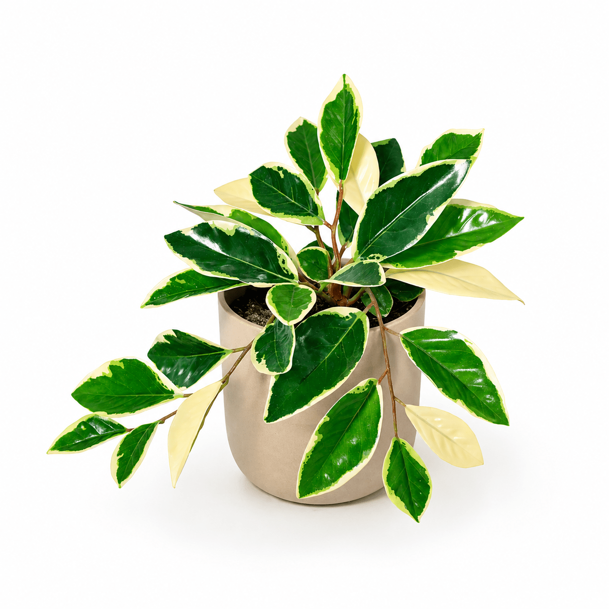 Wachsblume Kunstpflanze Variegata 25 cm – elegante Hoya in Grün - Creme - DYFLORA