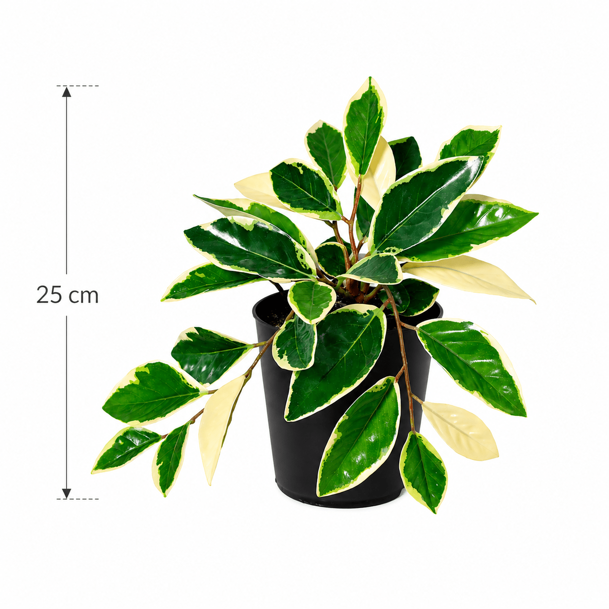 Wachsblume Kunstpflanze Variegata 25 cm – elegante Hoya in Grün - Creme - DYFLORA
