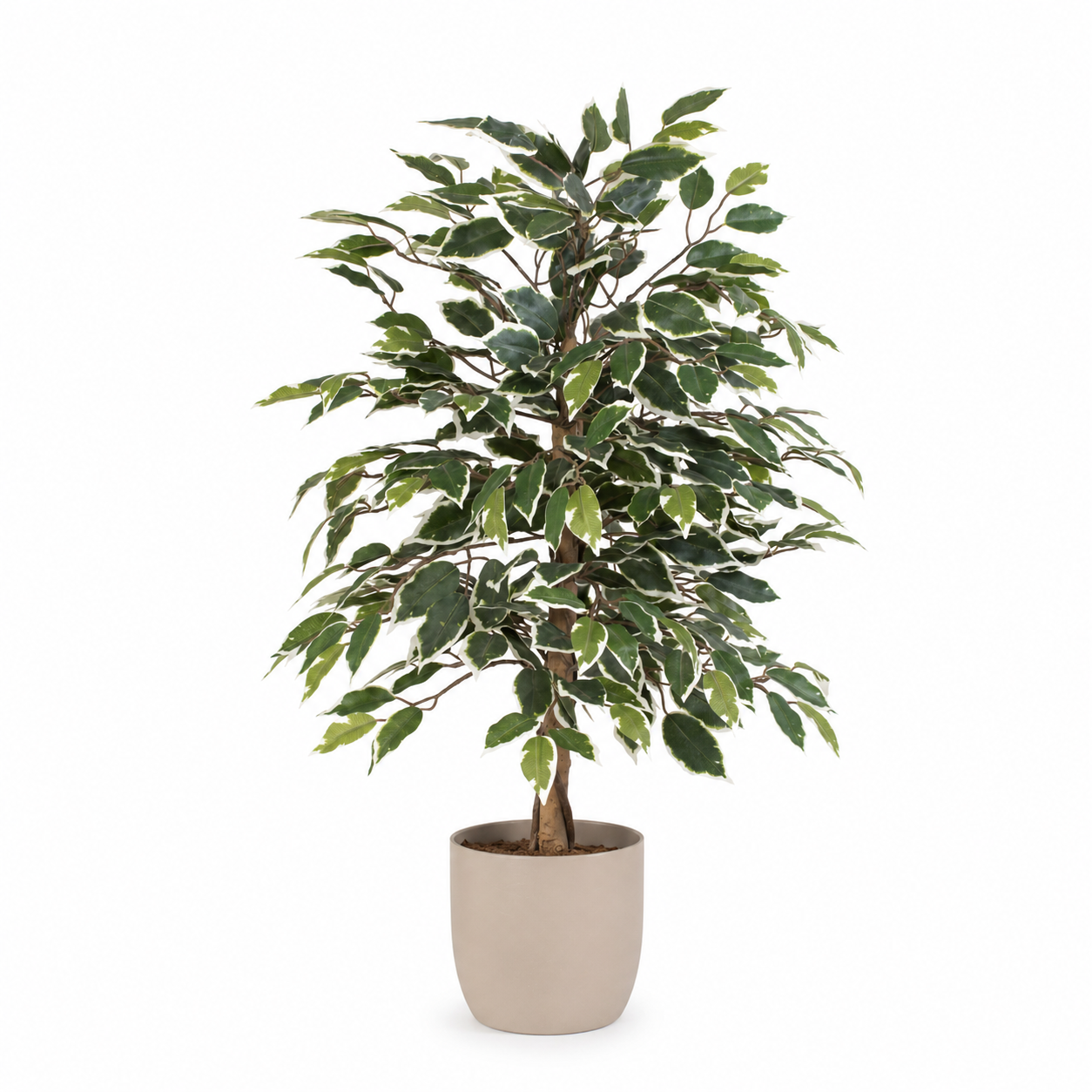 Kunstpflanze Birkenfeige variegata 85 cm – künstlicher Ficus Baum
