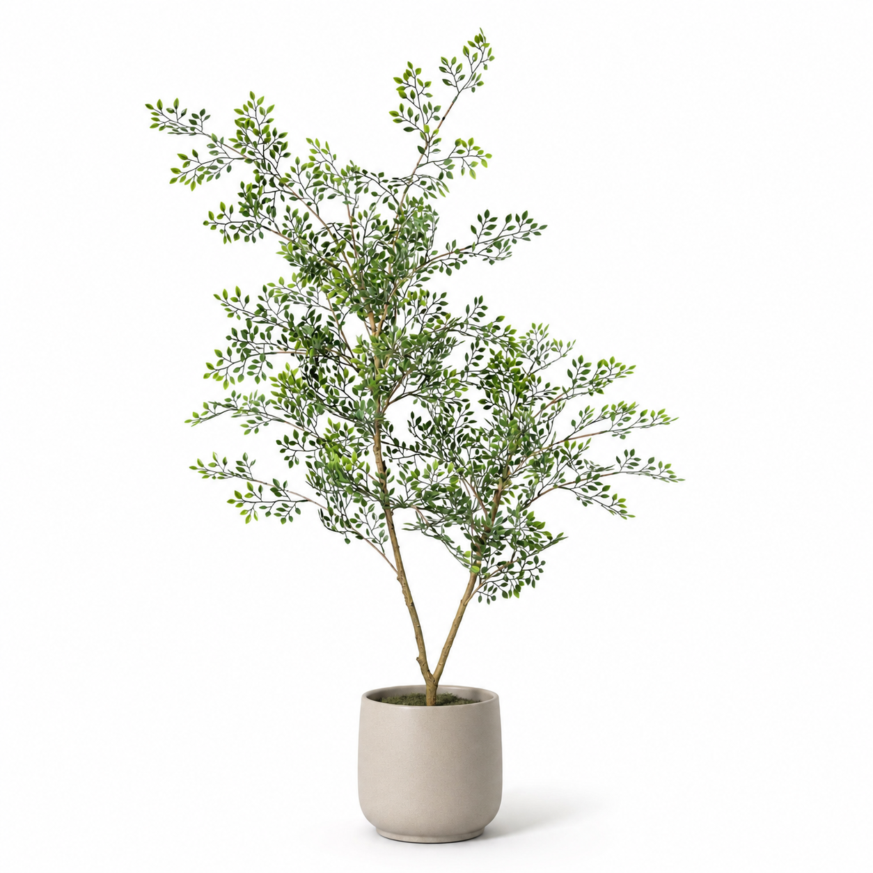Bucida Kunstpflanze 71 cm – filigraner Kunstbaum mit feinen Blättern