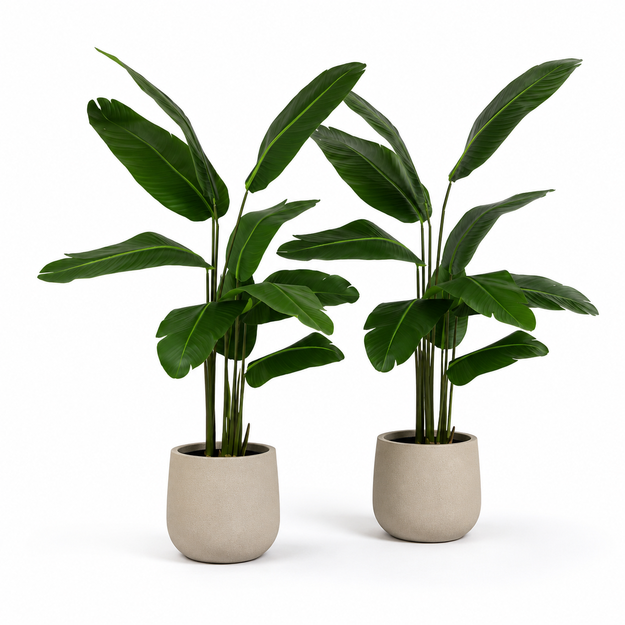 2er Set Strelitzie Kunstpflanze 150 cm – exotisches Duo mit großen Blättern