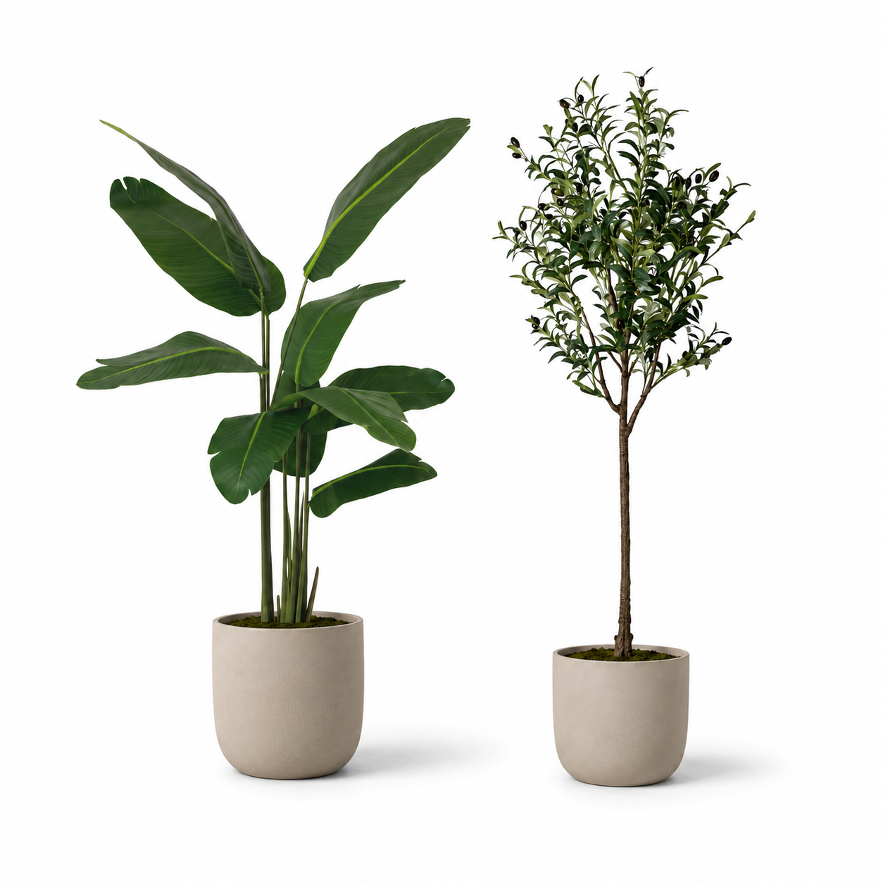 2-teiliges Kunstpflanzen-Set mit Strelitzie & Olivenbaum 150 cm