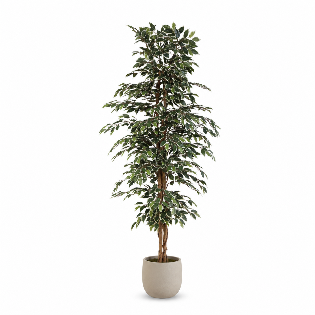 Kunstpflanze Birkenfeige Variegata 205 cm mit heller Blattoptik