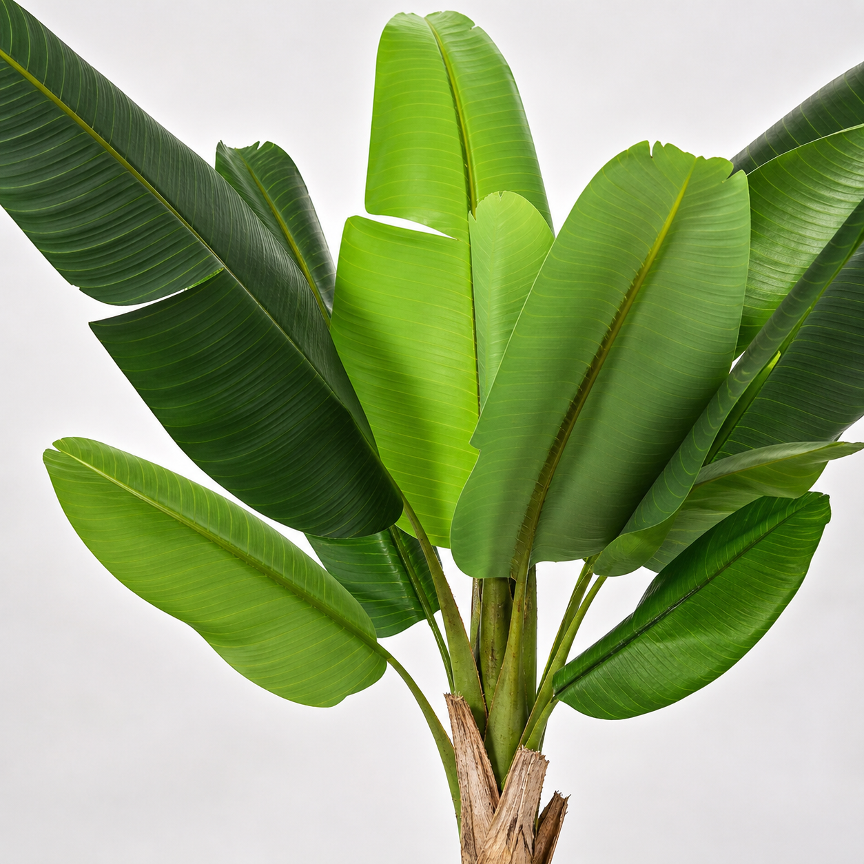 Kunstpflanze Bananenpflanze Musa 190 cm | Realistische Musa Pflanze