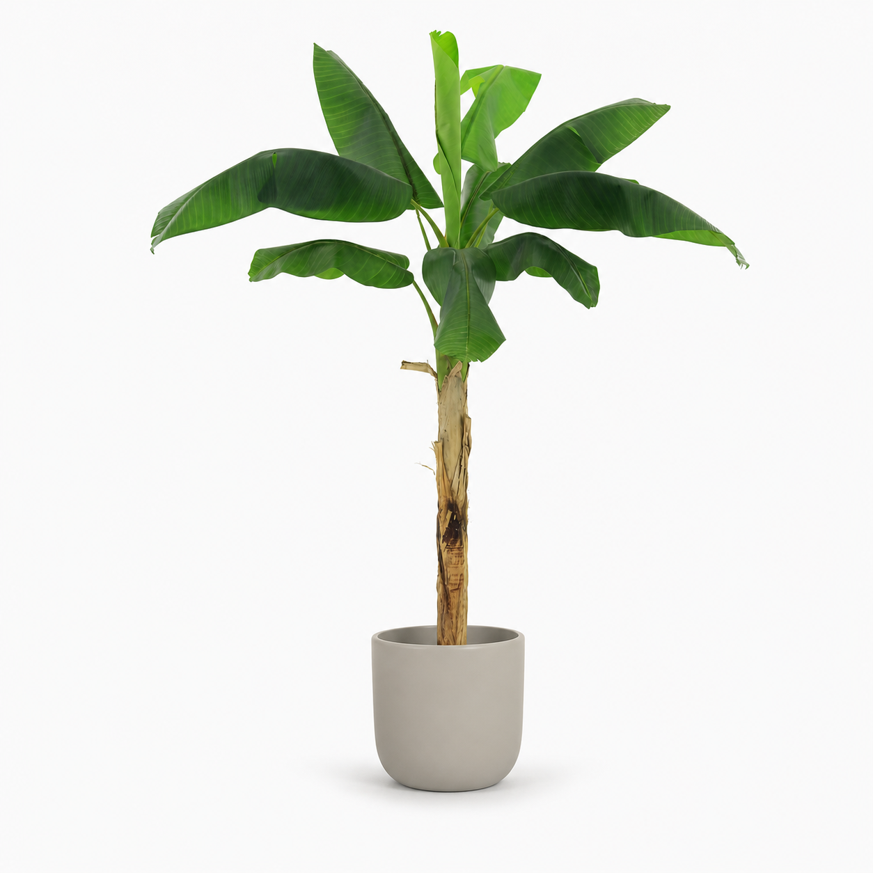 Kunstpflanze Bananenpflanze Musa 180 cm mit tropischem Look