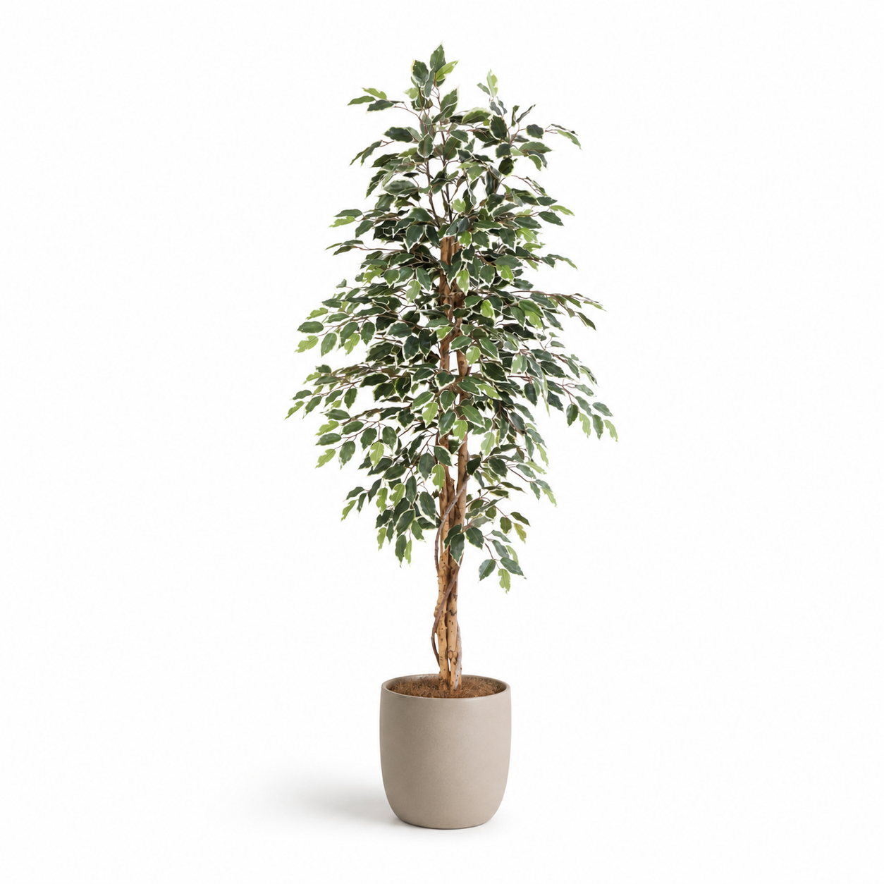 Kunstpflanze Birkenfeige Variegata 160 cm mit heller Blattoptik
