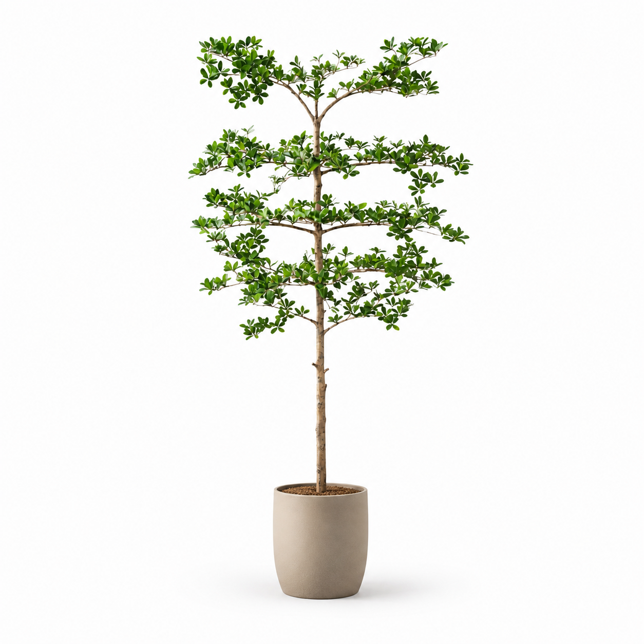 Schwarzer Olivenbaum Kunstpflanze 200 cm – Bucida mit filigranen Ästen