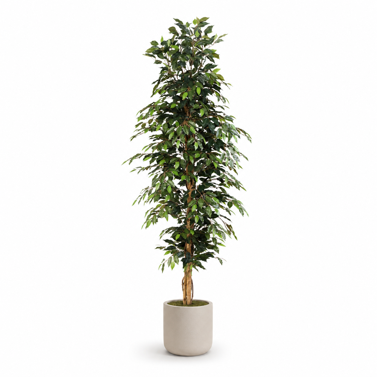 Birkenfeige Kunstpflanze 205 cm – Ficus Benjamina groß & elegant