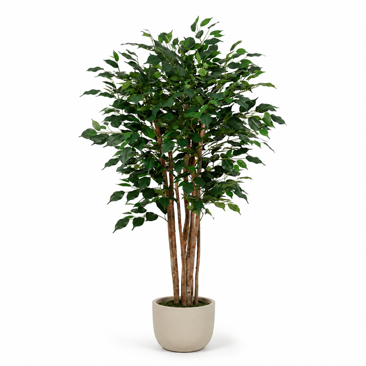 Kunstpflanze Birkenfeige 150 cm – künstlicher Ficus Benjamini