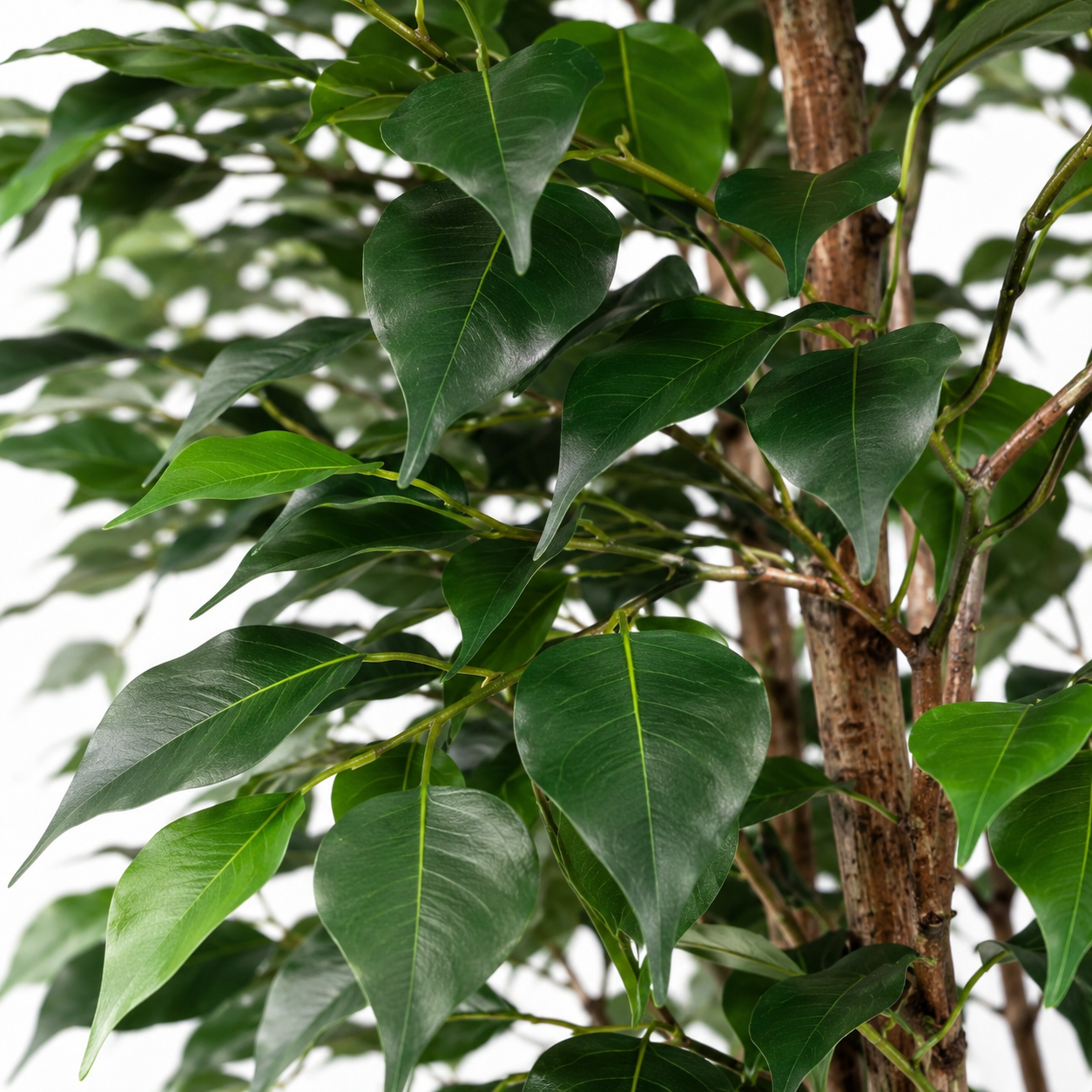 Kunstpflanze Birkenfeige 150 cm – künstlicher Ficus Benjamini
