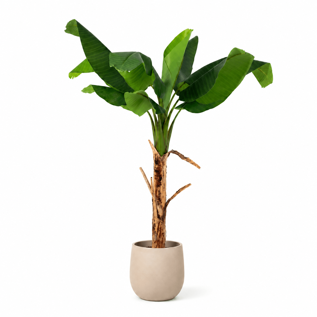 Bananenpflanze Kunstpflanze 150 cm – tropischer Blickfang mit großen Blättern - DYFLORA