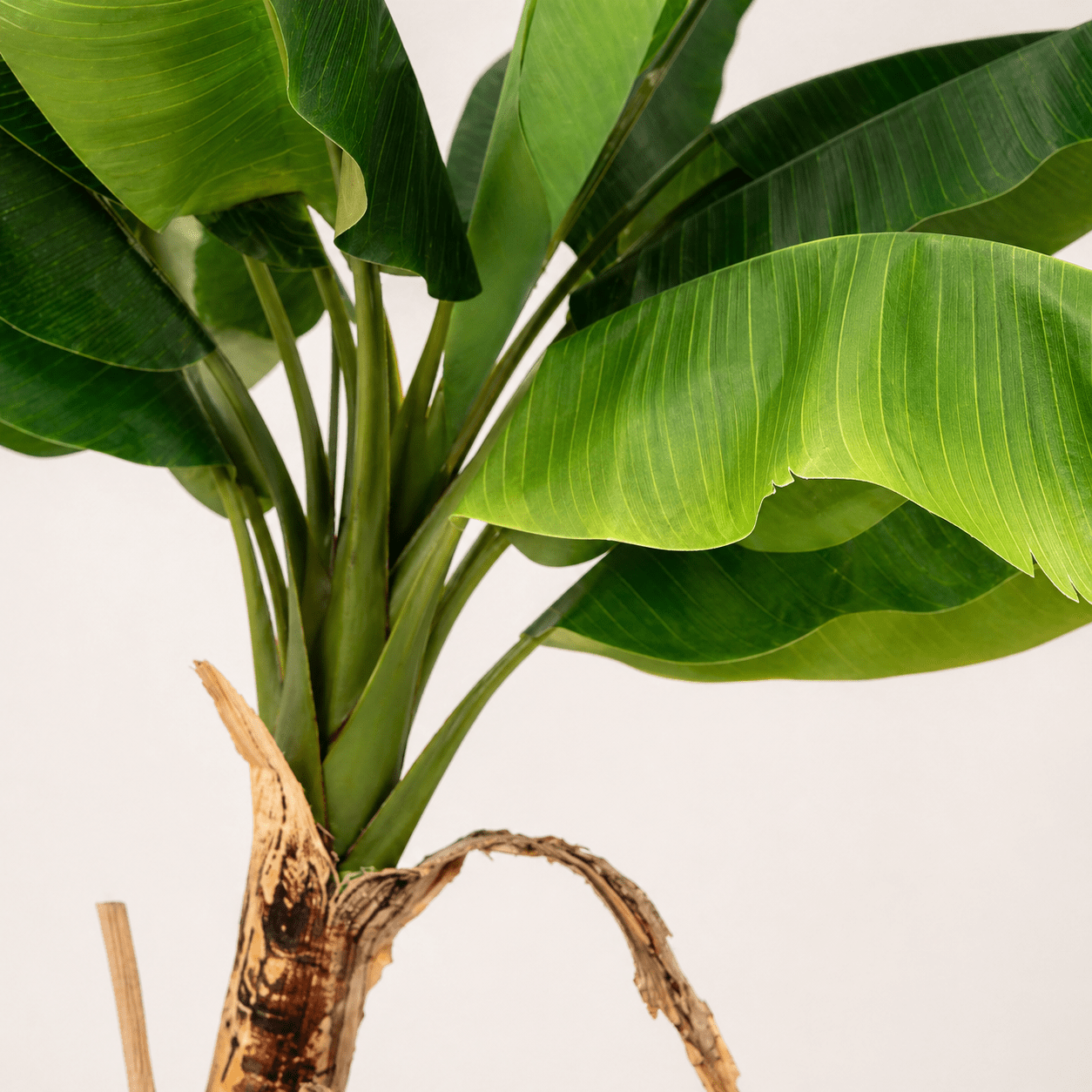 Bananenpflanze Kunstpflanze 150 cm – tropischer Blickfang mit großen Blättern - DYFLORA
