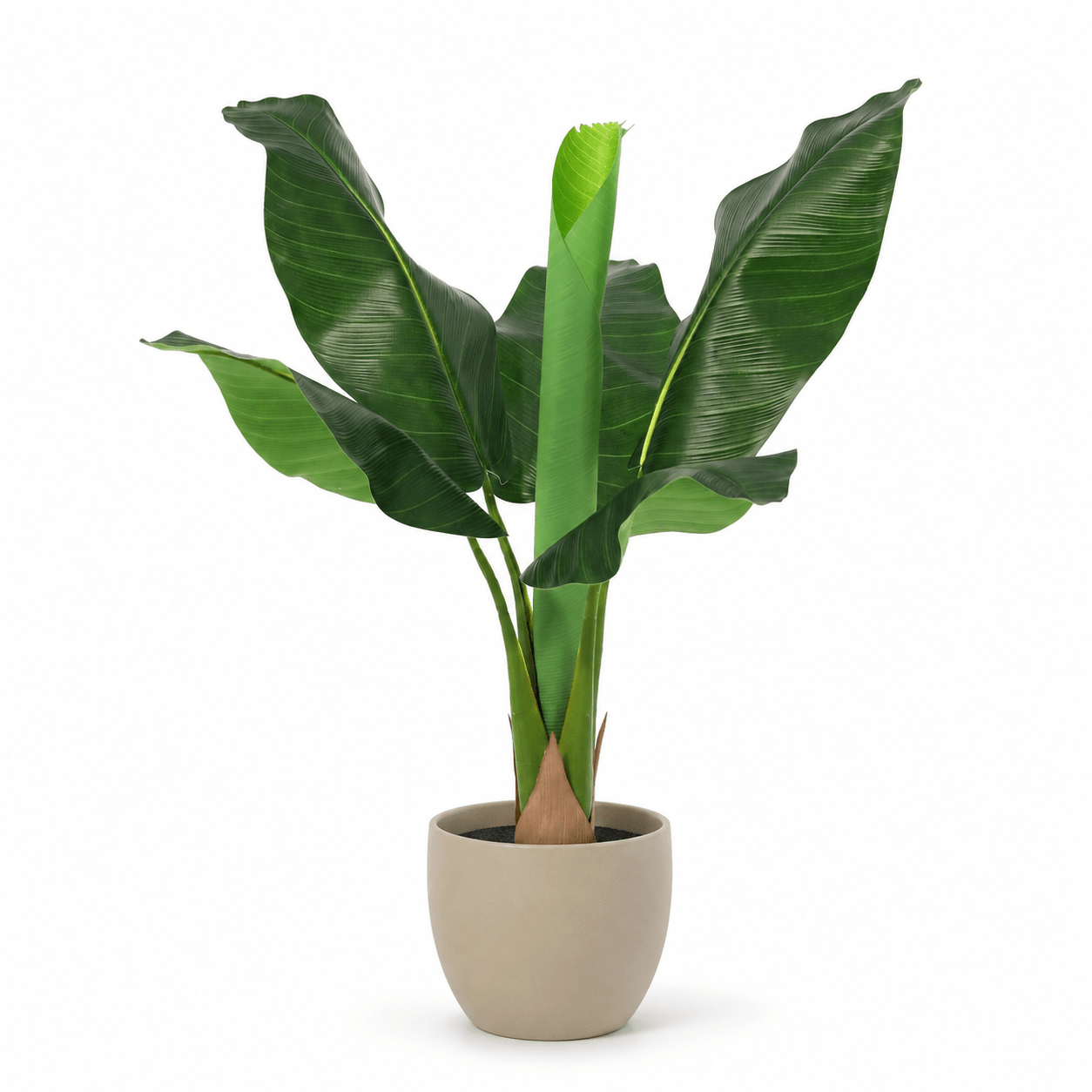 Bananenpflanze Kunstpflanze 80 cm – Musa tropisch und modern - DYFLORA