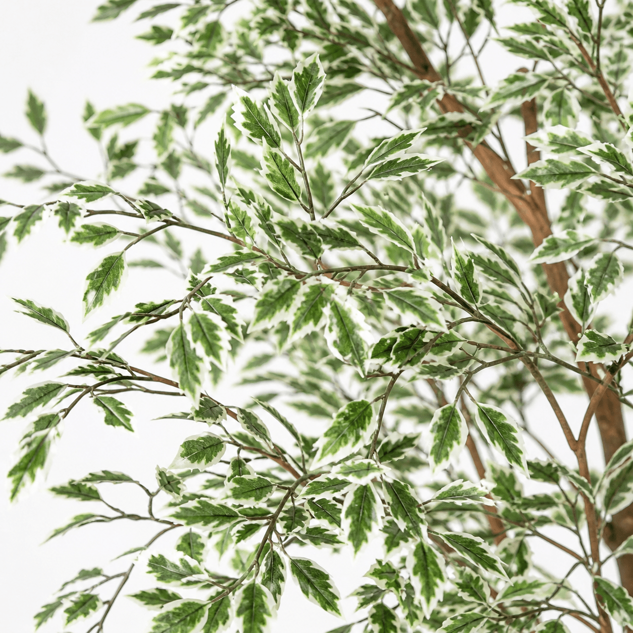 Birkenfeige Kunstpflanze 185 cm – Ficus benjamina jetzt kaufen - DYFLORA