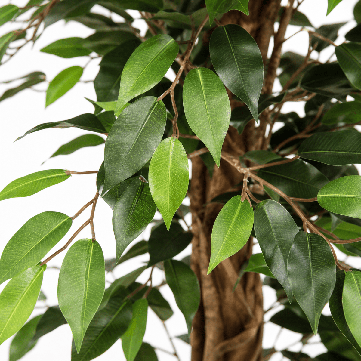 Birkenfeige Kunstpflanze 205 cm – Ficus Benjamina groß & elegant - DYFLORA
