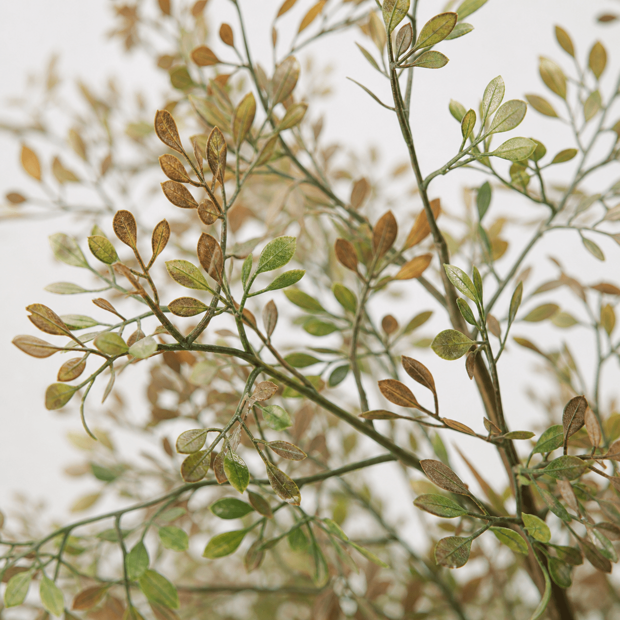 Bucida Kunstpflanze 165 cm – natürlicher Kunstbaum stilvoll - DYFLORA