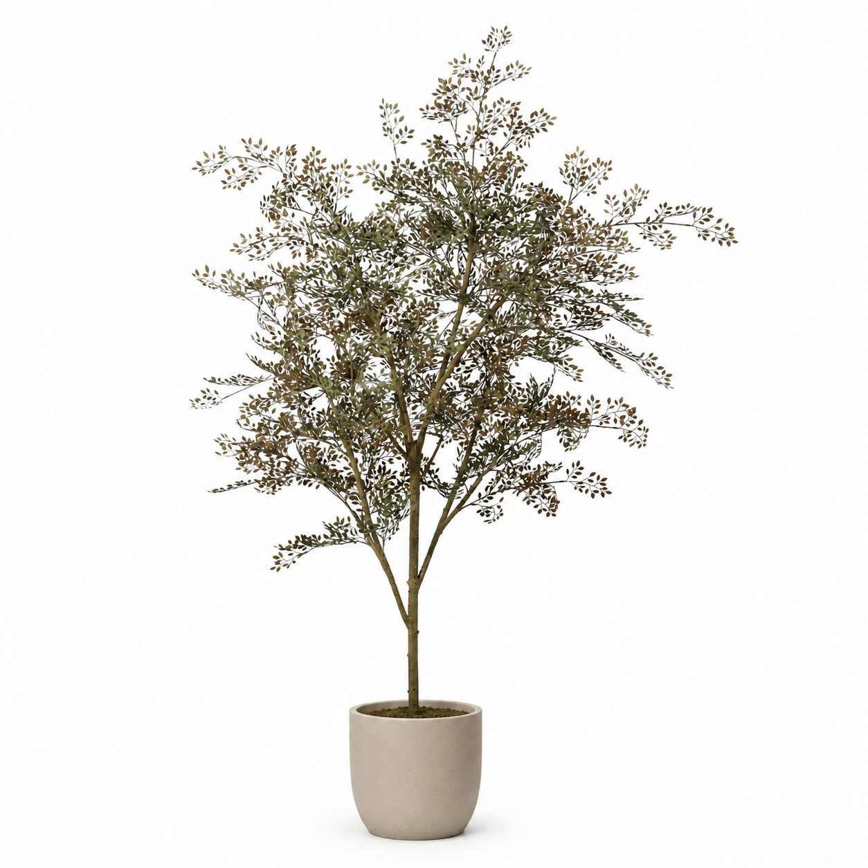 Bucida Kunstpflanze 165 cm  natrlicher Kunstbaum stilvoll