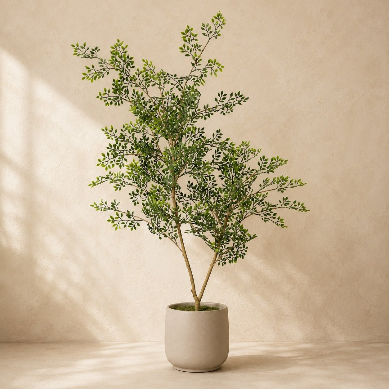 Bucida Kunstpflanze 71 cm | Realistischer künstlicher Bucida-Baum - DYFLORA