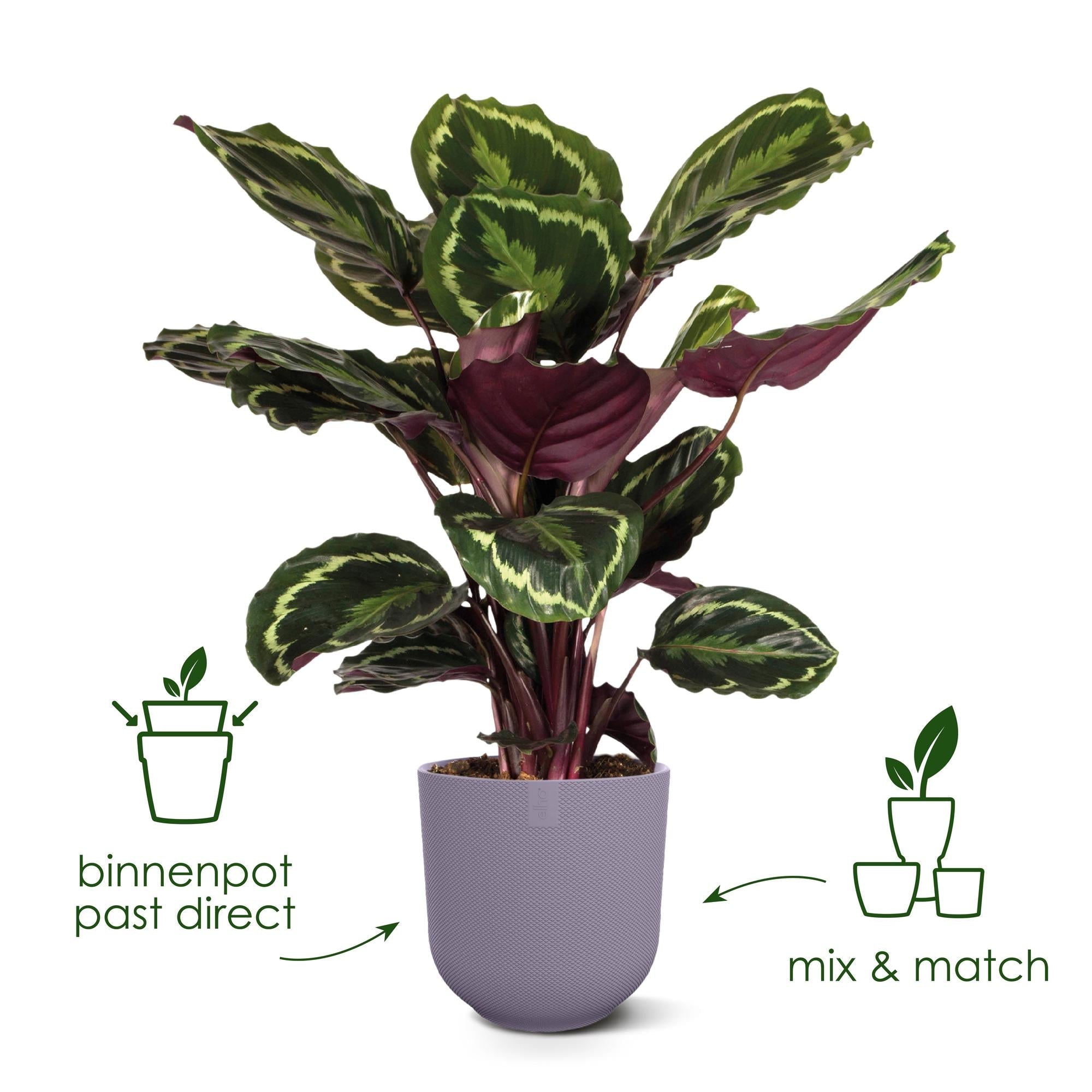elho Jazz Round Blumentopf - DYFLORA