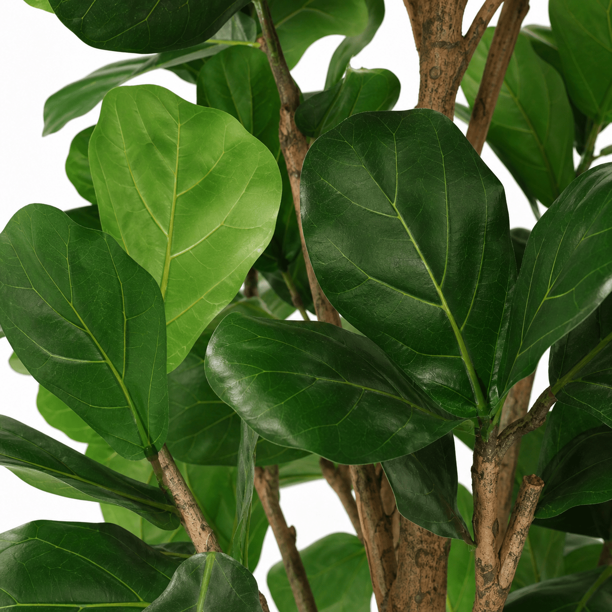 Geigenfeige Kunstpflanze 160 cm – Ficus lyrata als stilvoller Kunstbaum - DYFLORA