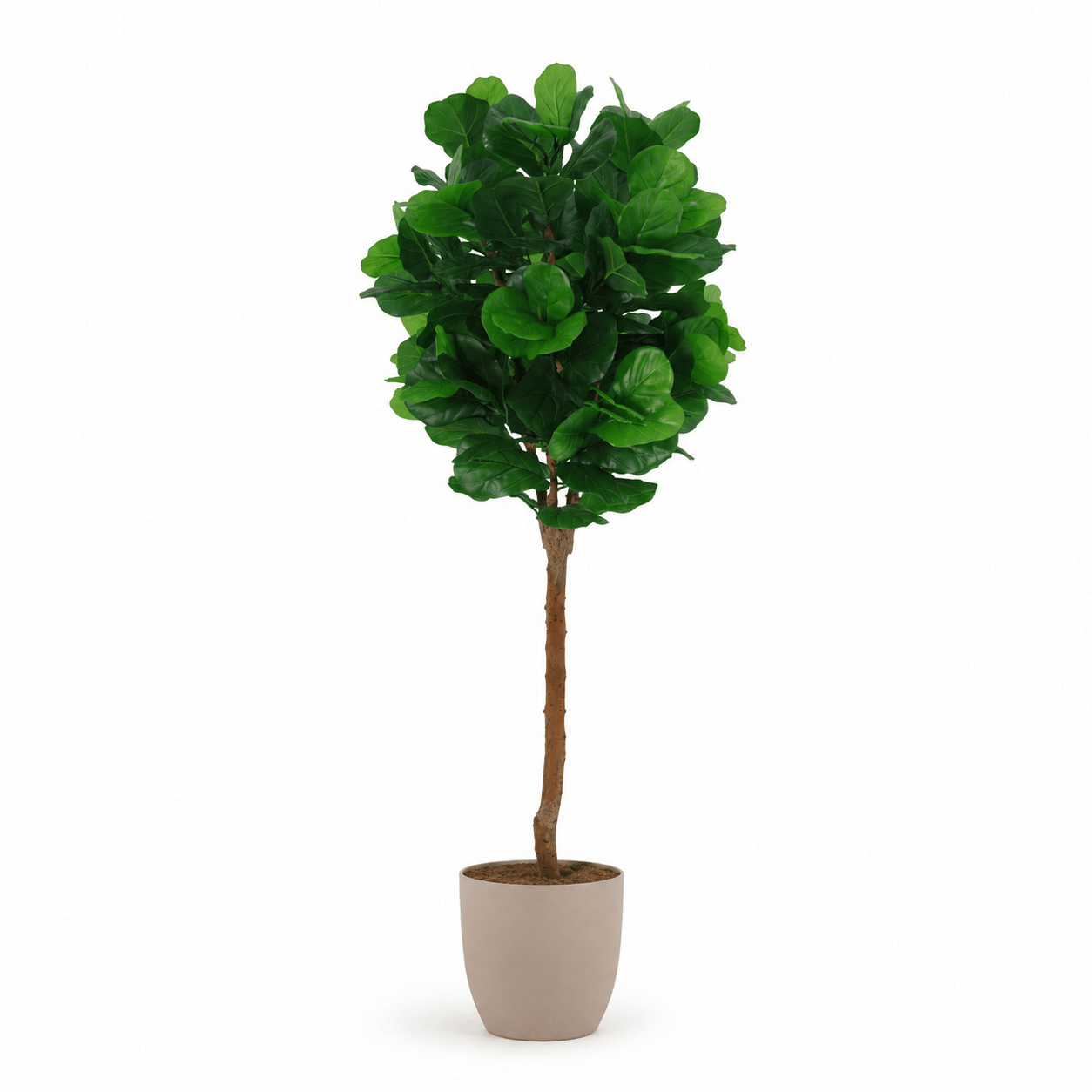 Geigenfeige Kunstpflanze 180 cm – Ficus lyrata als stilvoller Kunstbaum - DYFLORA