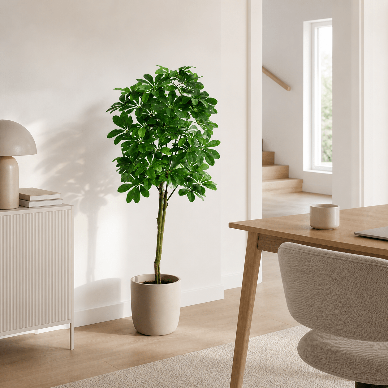 Glückskastanie Kunstpflanze 150 cm – Pachira Aquatica stilvoll - DYFLORA