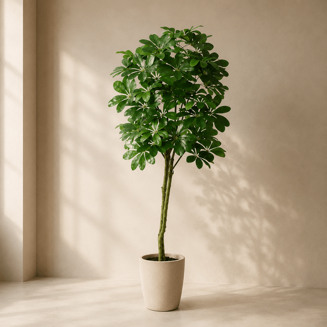 Glückskastanie Kunstpflanze 150 cm – Pachira Aquatica stilvoll - DYFLORA