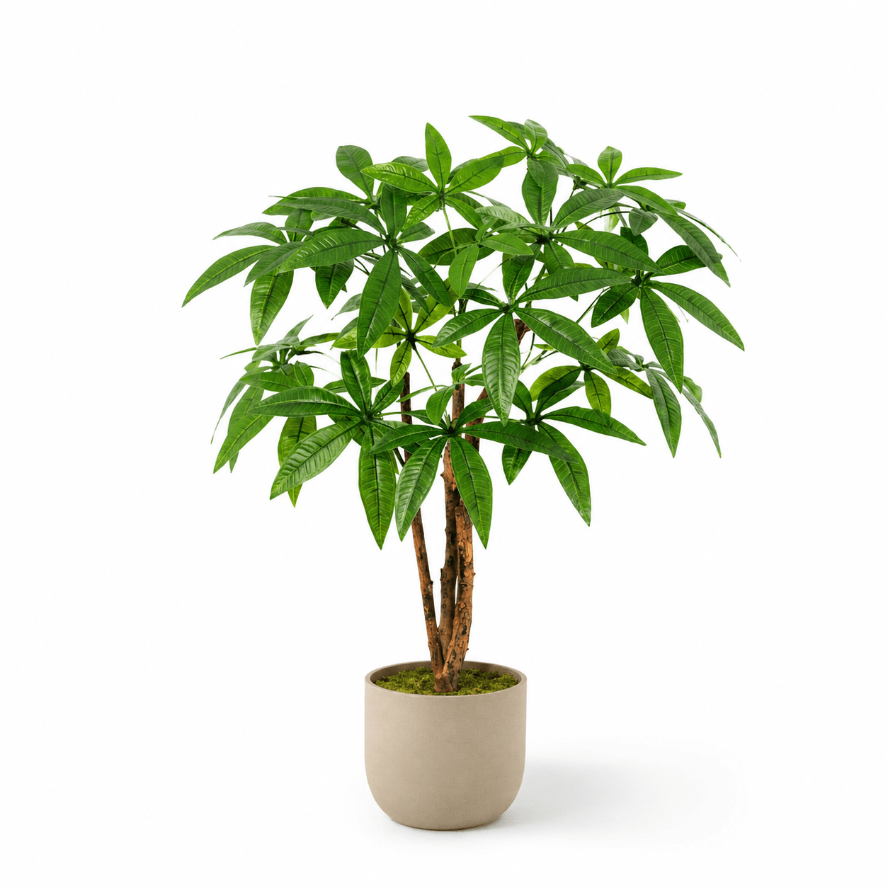 Glückskastanie Kunstpflanze 86 cm – Pachira Aquatica natürlich - DYFLORA