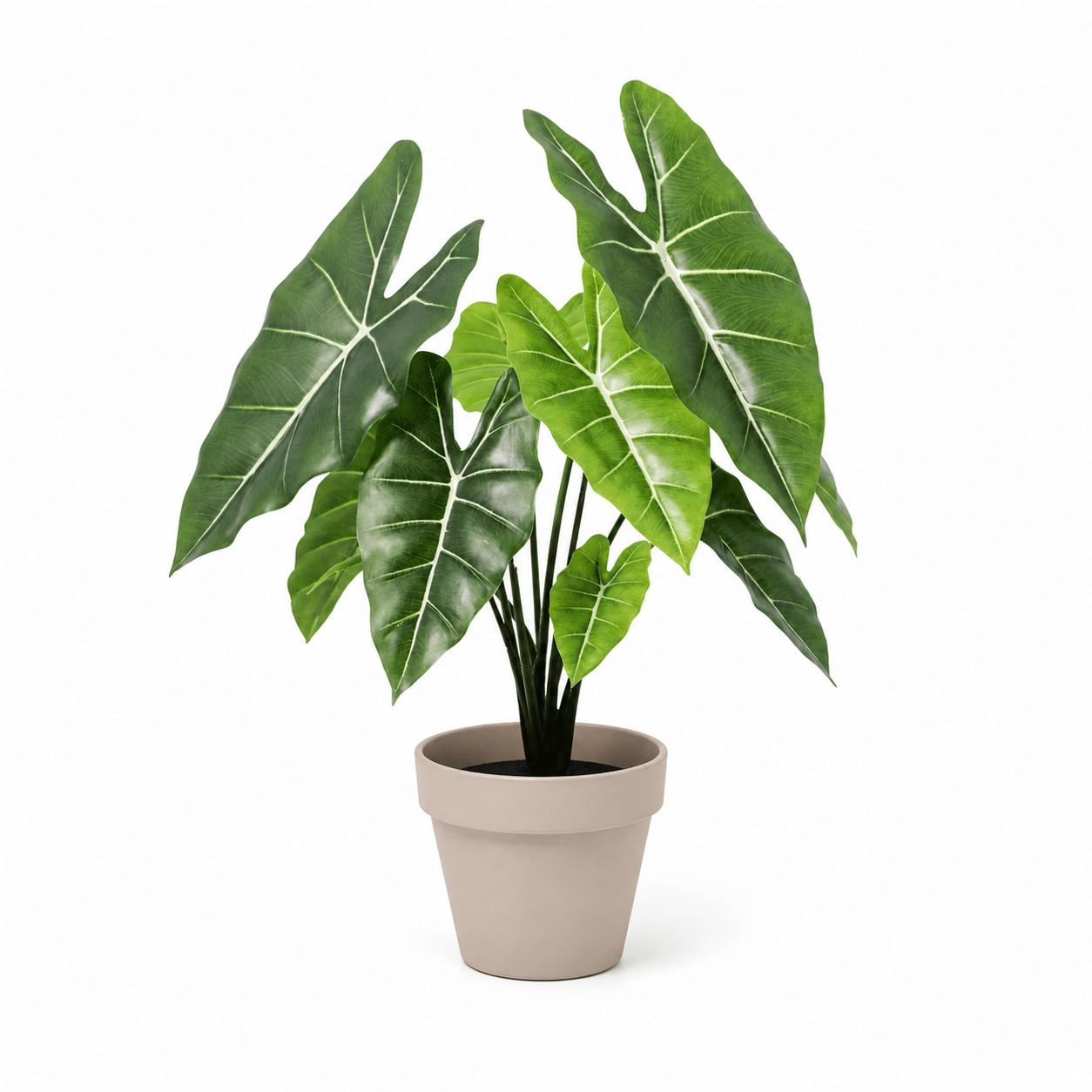 Kunstpflanze Alokasie Polly 40 cm mit markanter Blattzeichnung - DYFLORA