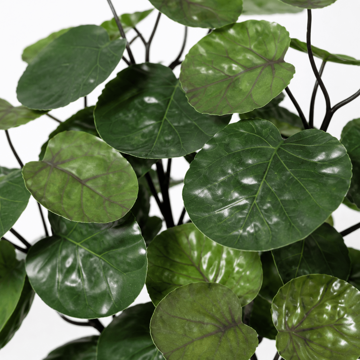 Kunstpflanze Aralie Fabian 55 cm – künstliche Polyscias - DYFLORA