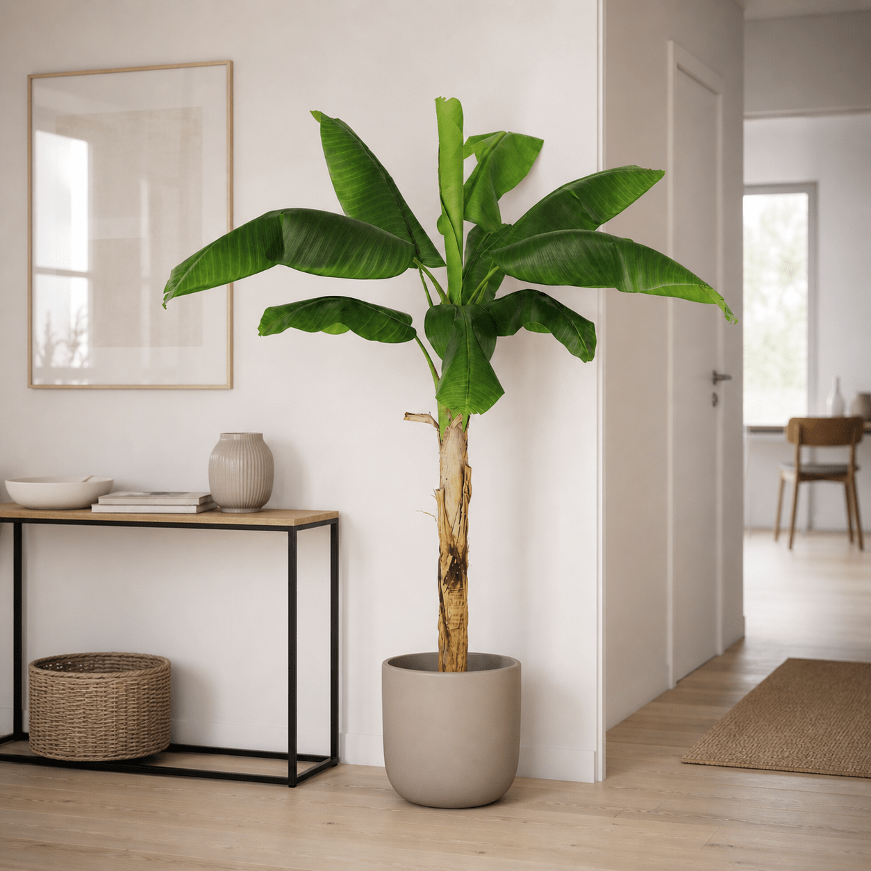 Kunstpflanze Bananenpflanze Musa 180 cm mit tropischem Look - DYFLORA