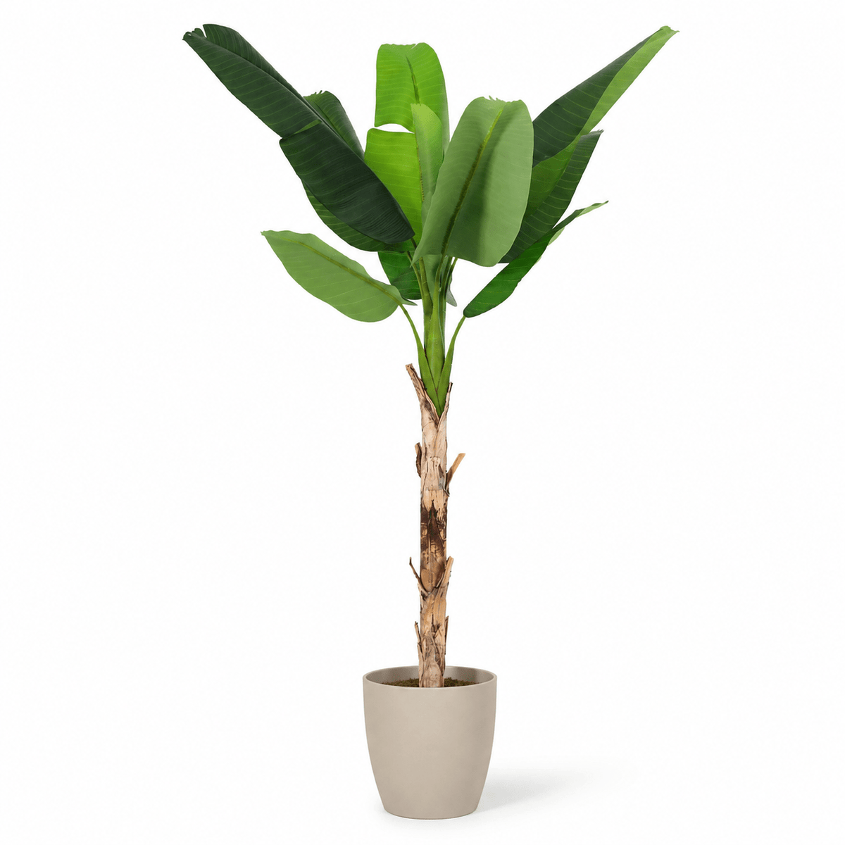 Kunstpflanze Bananenpflanze Musa 190 cm | Realistische Musa Pflanze - DYFLORA