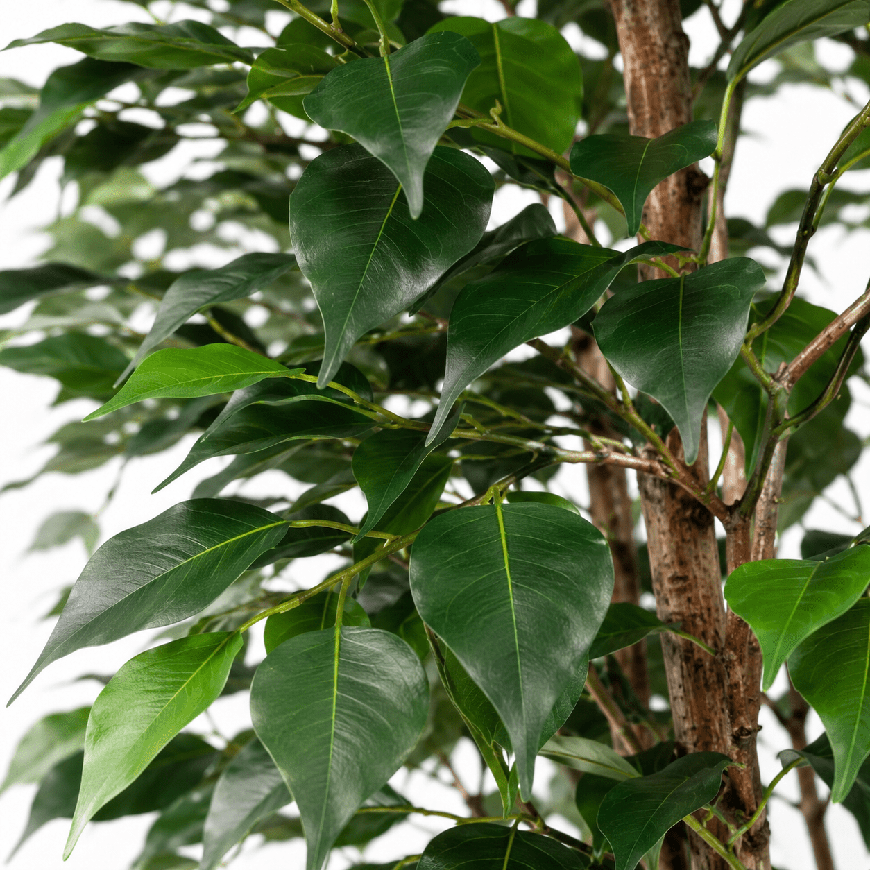 Kunstpflanze Birkenfeige 150 cm – künstlicher Ficus Benjamini - DYFLORA
