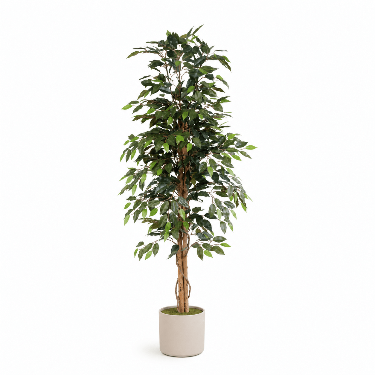 Kunstpflanze Birkenfeige Ficus Benjamina 160 cm - DYFLORA