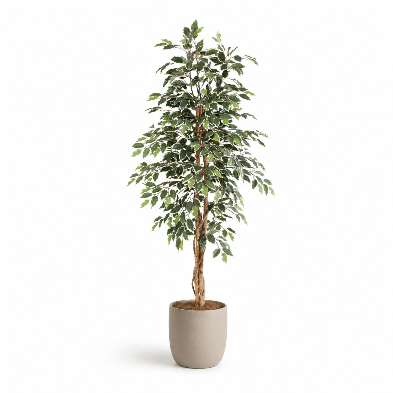 Kunstpflanze Birkenfeige Variegata 160 cm mit heller Blattoptik - DYFLORA