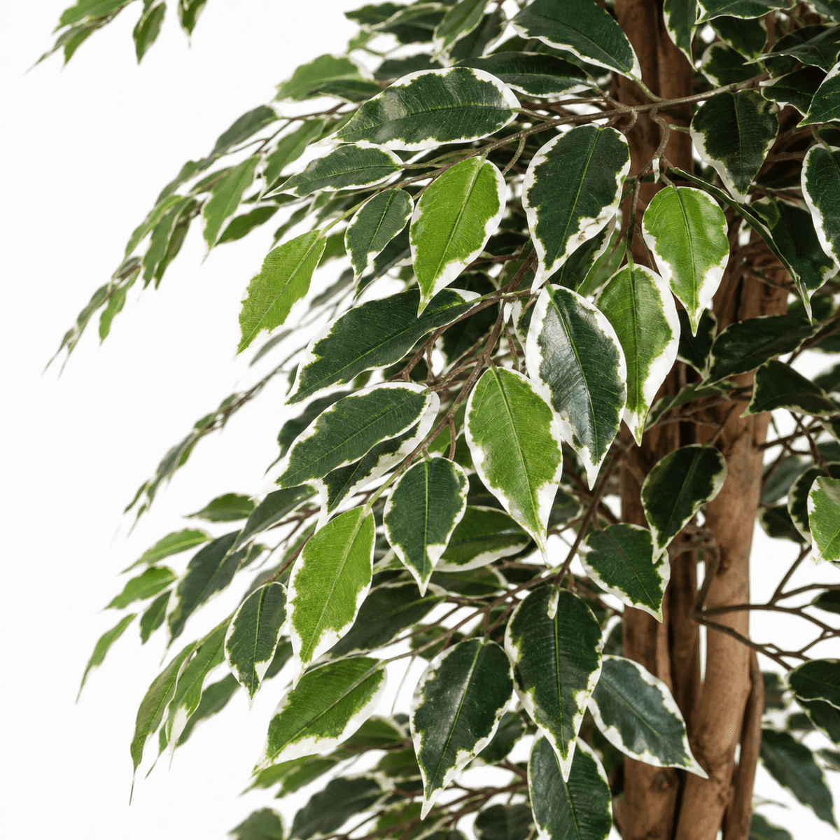 Kunstpflanze Birkenfeige Variegata 205 cm mit heller Blattoptik - DYFLORA