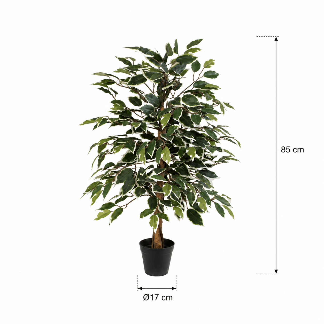 Kunstpflanze Birkenfeige variegata 85 cm – künstlicher Ficus Baum - DYFLORA
