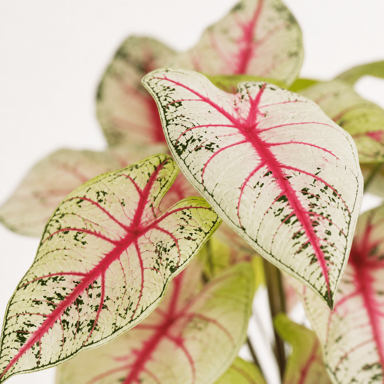 Kunstpflanze Caladium weiß rosa 57 cm - DYFLORA