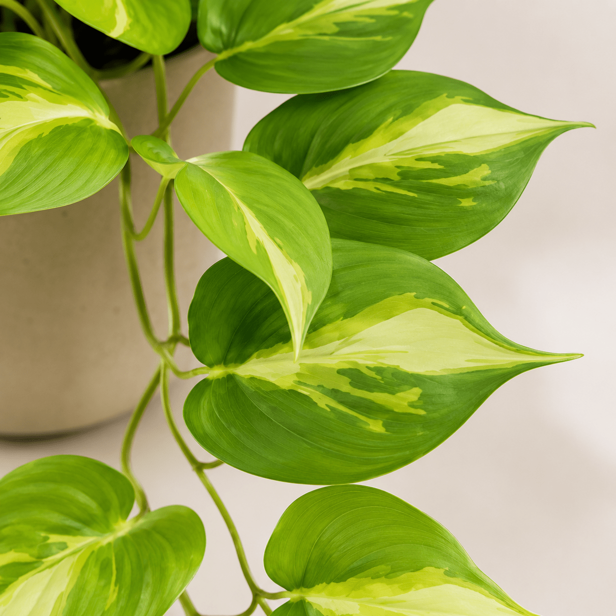 Kunstpflanze Efeutute Variegata 37 cm – künstliches Epipremnum - DYFLORA