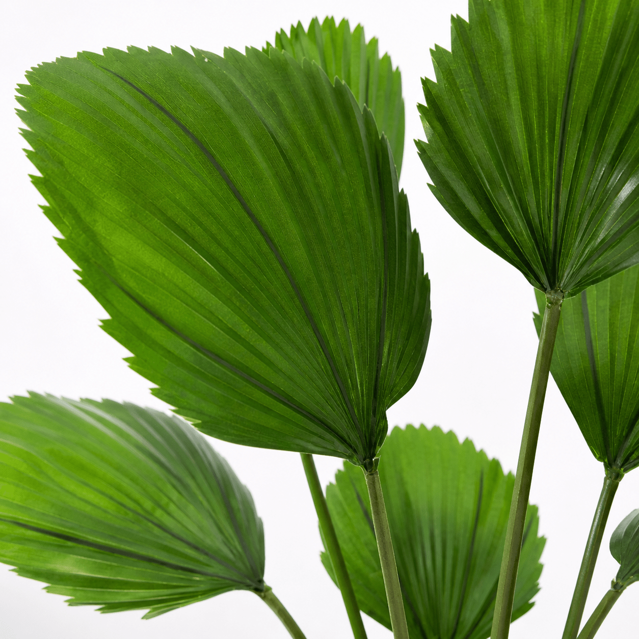 Kunstpflanze Fächerpalme Licuala Grandis 104 cm tropisch - DYFLORA