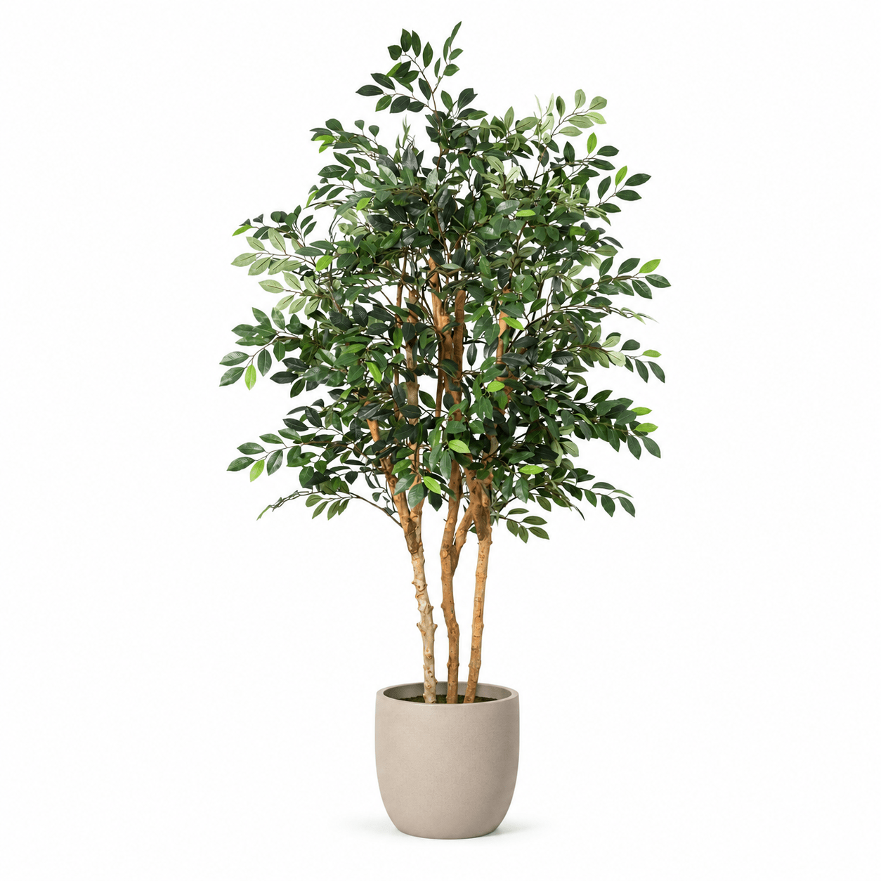 Kunstpflanze Ficus Exotica 150 cm – künstlicher Ficusbaum - DYFLORA