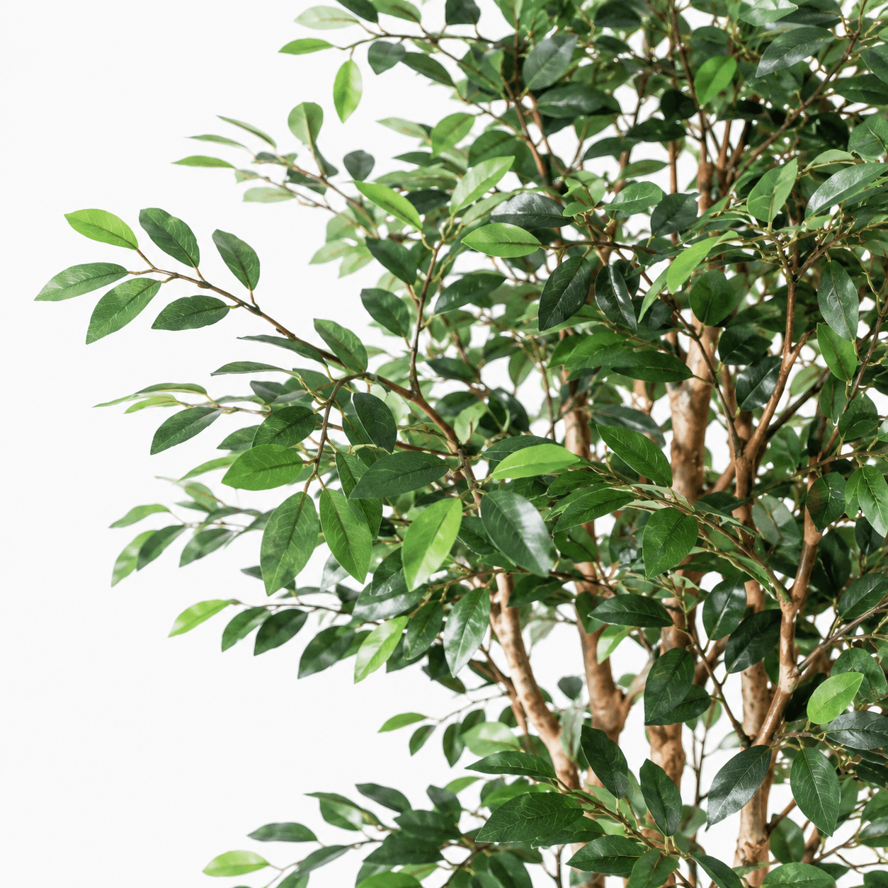 Kunstpflanze Ficus Exotica 150 cm – künstlicher Ficusbaum - DYFLORA